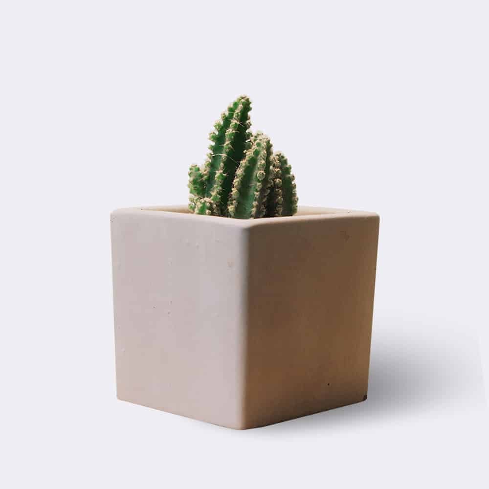 Cactus2 Free Img 1