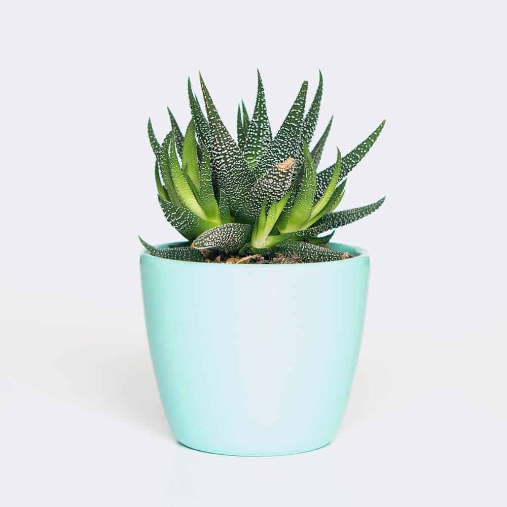 Plant6 Free Img 1
